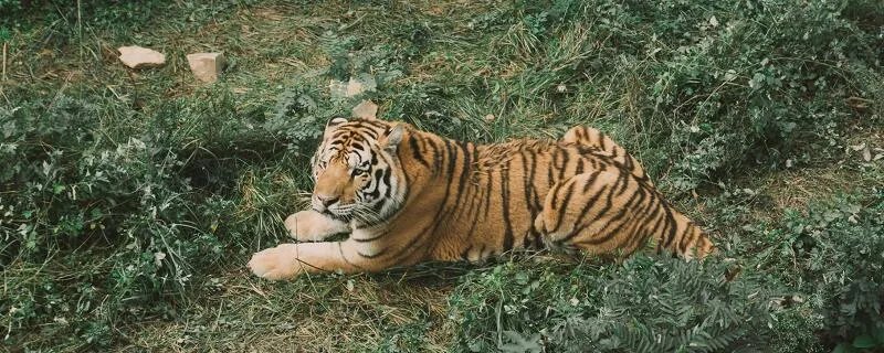 为何击毙两只老虎？河南公布细节 两只老虎出逃咬死饲养员均被击毙，河南淅川县公布处置细节