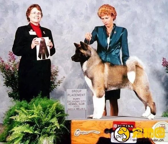 美系秋田犬是怎么来的，和日系秋田有什么区别