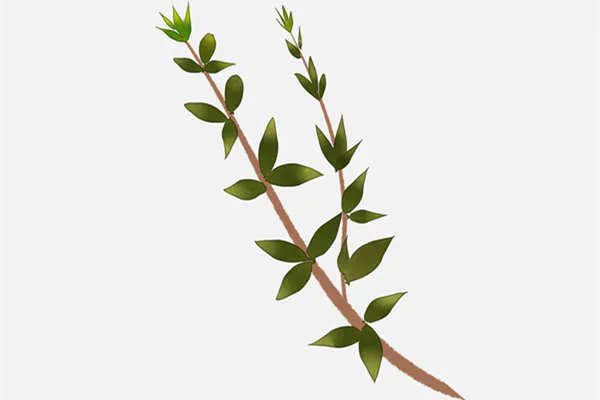 荆豆的营养价值与功效