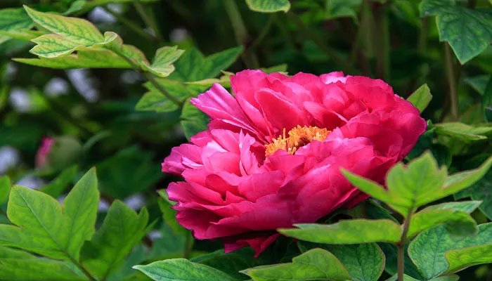 花的启示给了你什么启示 从《花的启示》文章中你收到什么启示