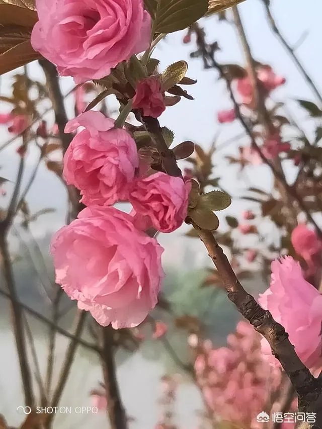 女孩子经常拍花的照片给我看是什么意思？