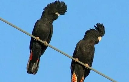 红尾黑凤头鹦鹉有哪些习性？需要怎样的饲养环境？