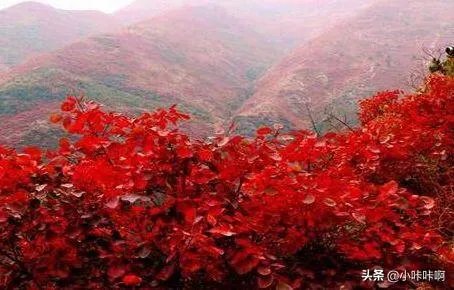 香山红叶几月份好看？