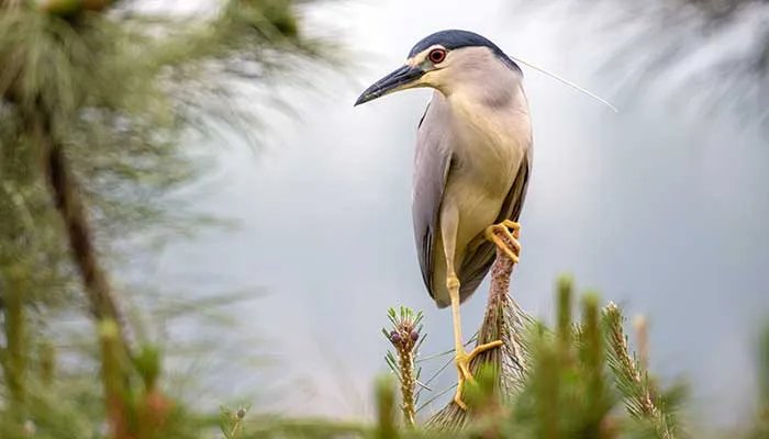 2021爱鸟周是几月几日 中国爱鸟周是几月几日