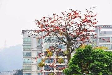 木棉花象征着什么？花语是？