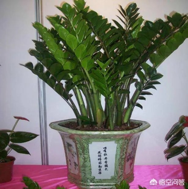 金钱树该怎么养？