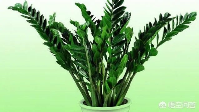 金钱树该怎么养？