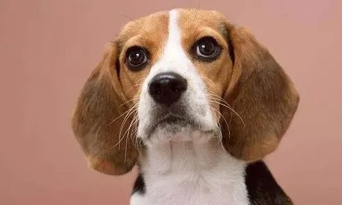 比格犬智商是怎么排名的？