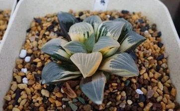 床底下放一样东西招财 床底放一物必定发财