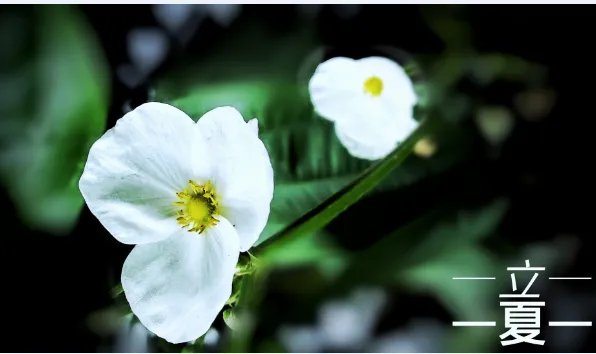 谷雨后面是什么节气 谷雨下一个是什么节气