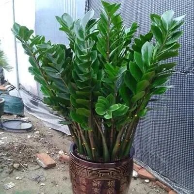 金钱树该怎么养？