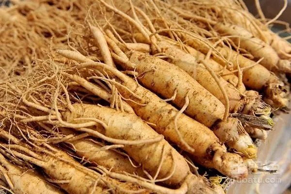 东北野山参怎么看年份？