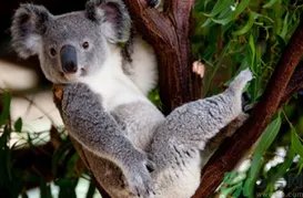 树懒和考拉的区别是什么?树懒和考拉是同一种动物吗