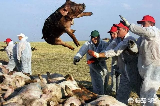 2018年下半年生猪价格走势