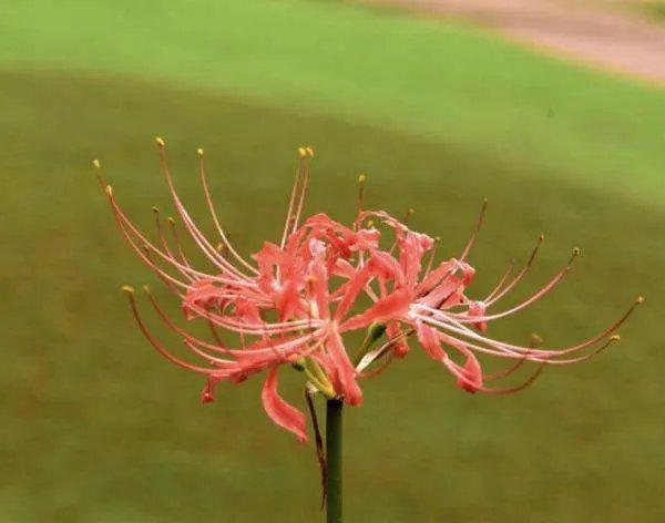 彼岸花的花语是什么?