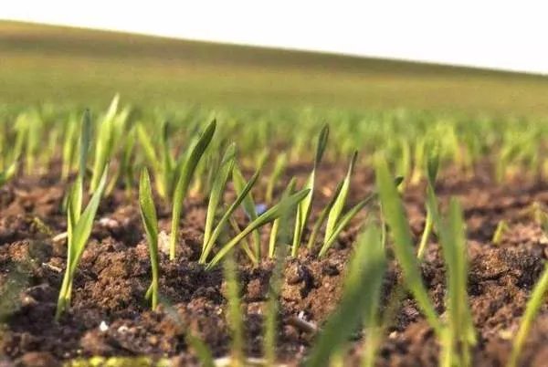 小麦的种植技术有很多，小麦的种植有哪些技术？