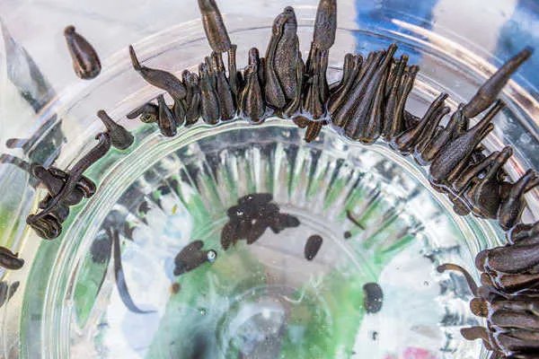 水蛭的作用与功效