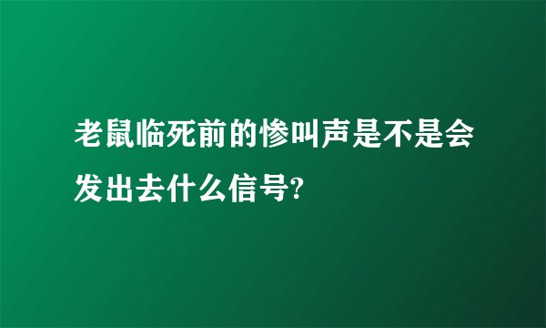 老鼠临死前的惨叫声是不是会发出去什么信号?