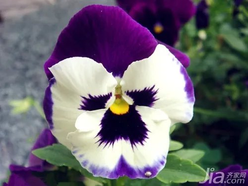 什么是蝴蝶花,蝴蝶花图片欣赏