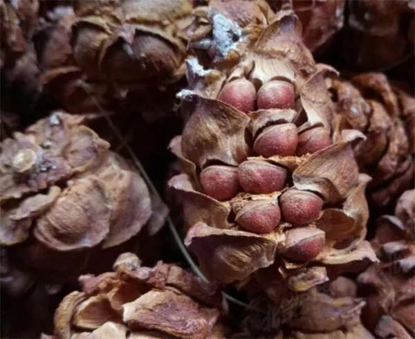 关于打松塔的时间有什么规定？