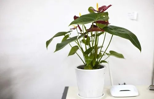 地下室装修风格有哪些 地下室装修需注意什么