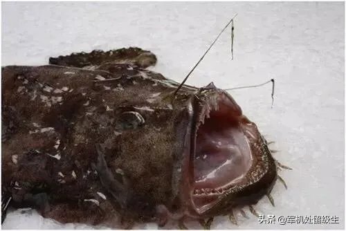 世界上最丑的十大动物排名？