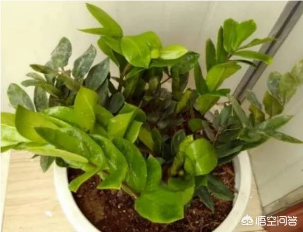 金钱树该怎么养？