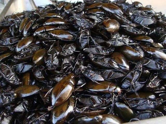 广东人为什么喜欢吃煮“水曱甴（蟑螂）？