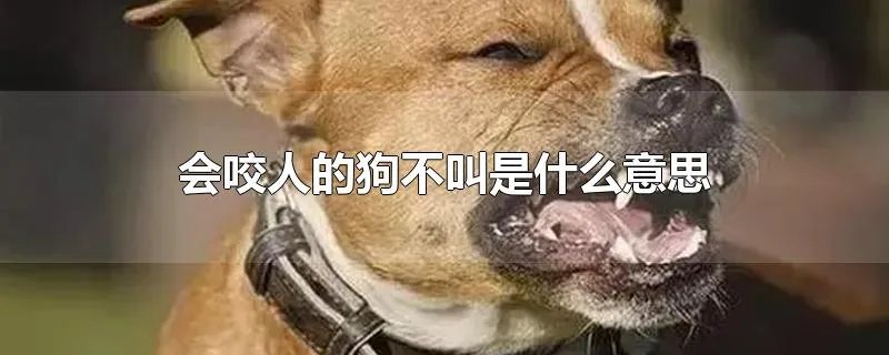 会咬人的狗不叫是什么意思