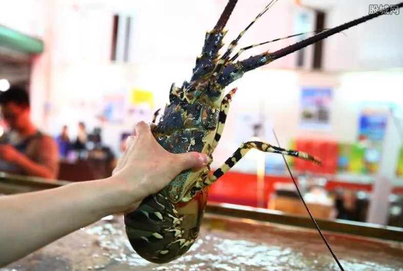 澳洲龙虾多少钱一斤 2020年最新价格