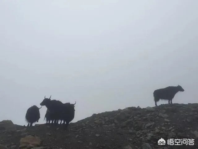 正宗的西藏牦牛肉多少钱一斤？