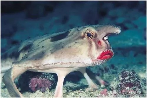 世界上最丑的十大动物排名？