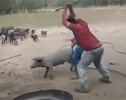 求超级搞笑的图片？