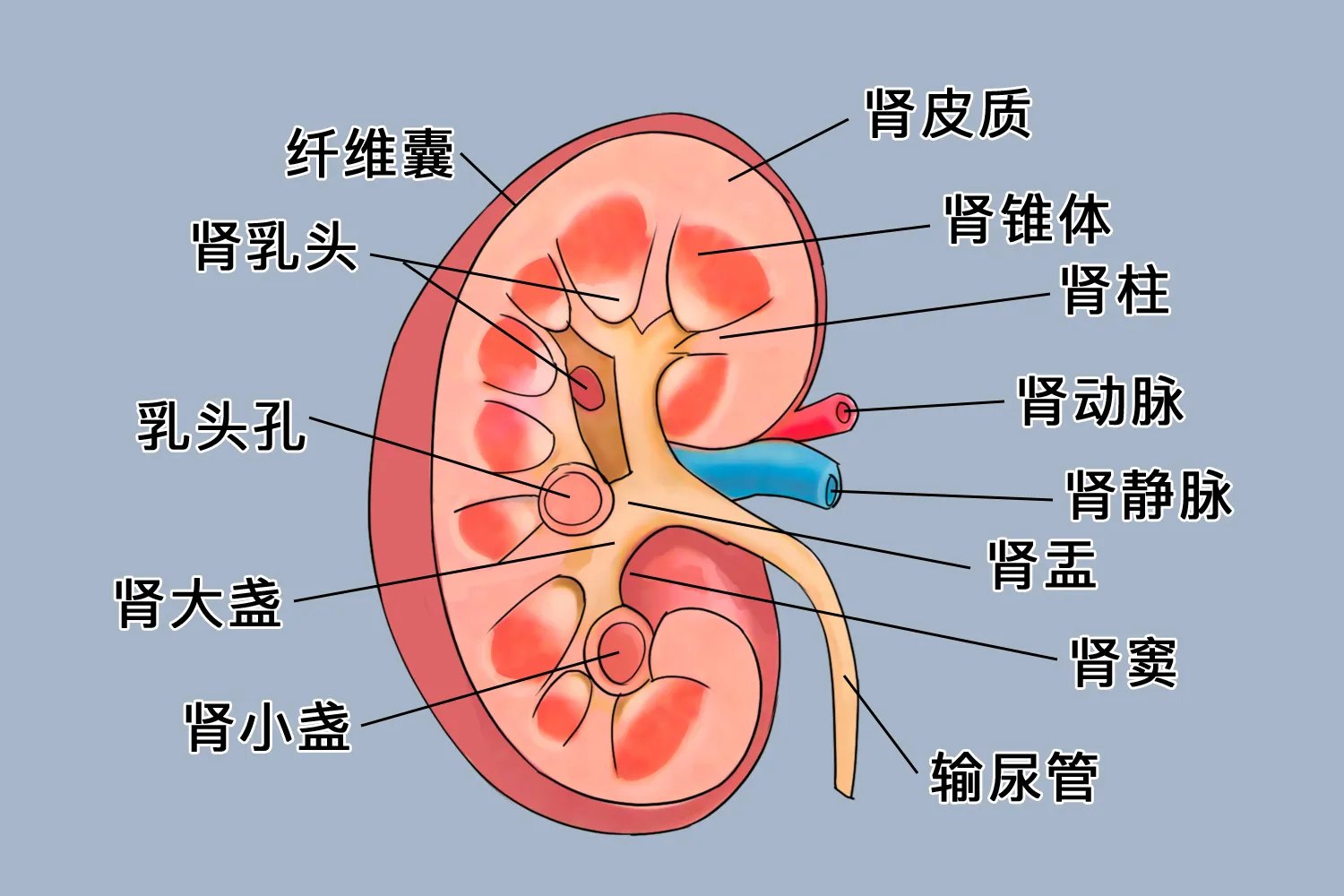 肾脏解剖结构示意图