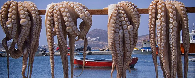 章鱼的血液是什么颜色啊