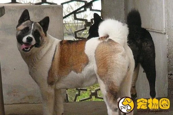 美系秋田犬是怎么来的，和日系秋田有什么区别