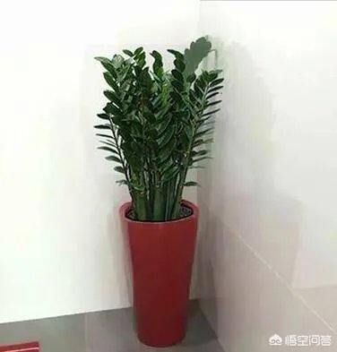 金钱树该怎么养？