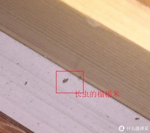 榻榻米的10大缺点，你知道几个？用亲身经历为你讲述，让你必过各种坑