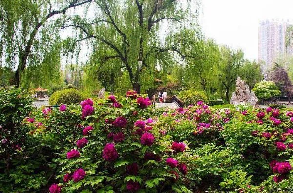 洛阳哪个牡丹园最好？具体说说可以吗？