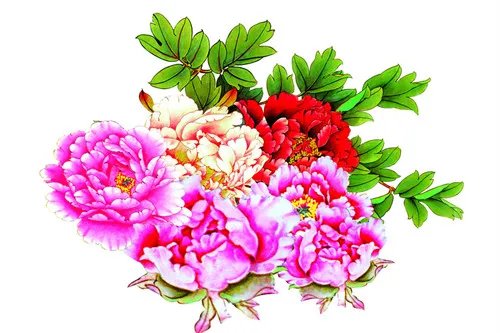 花中之王是什么花 盘点十大名花录