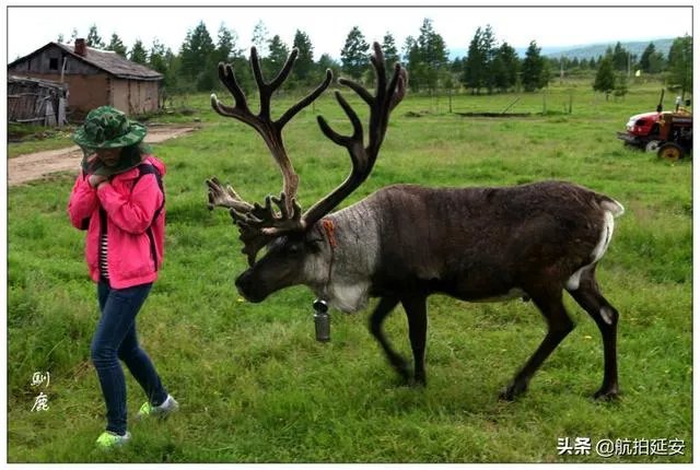 去呼伦贝尔大草原玩的旅游攻略？