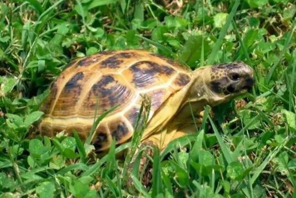 夏眠的动物有哪些10个，不冬眠选择夏眠的动物都有哪些