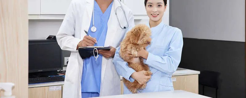 澳洲梗窝咳应该怎么办 怎么预防犬窝咳