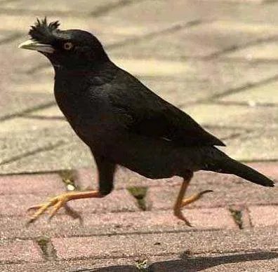 八哥鸟都有什么品种?怎么区分?怎么定价格?