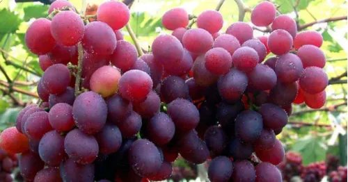 合肥土特产有哪些?