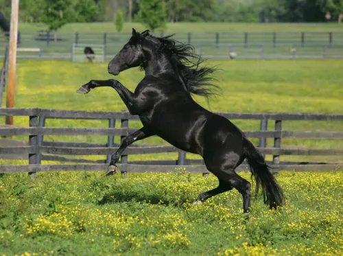 1942年属什么生肖属相 1942年的属马的是什么命