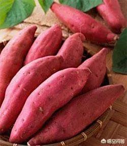 地瓜苗什么时候种？