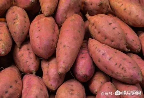 地瓜苗什么时候种？