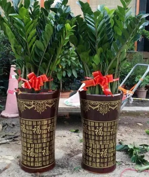 金钱树该怎么养？