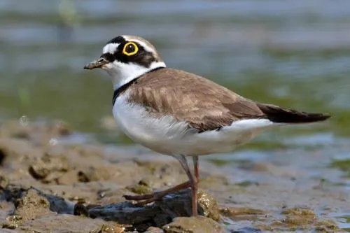 这种鸟是什么鸟？